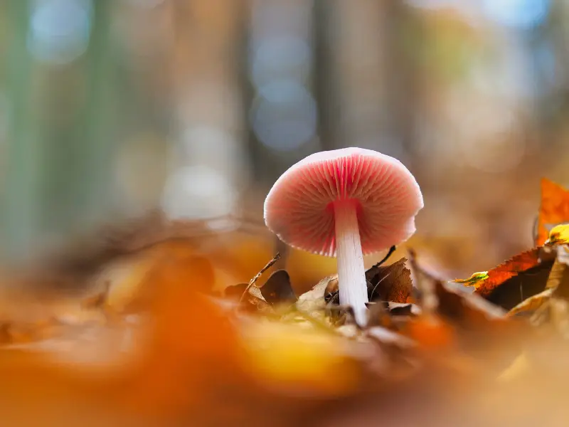 Genusswanderung Herbstzauber Landing Page Genusswanderung Herbstzauber Landing Page