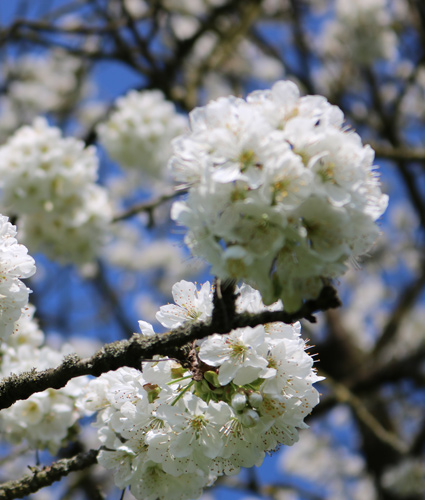 Kirschblüte Witzenhausen - Kirschenland Kirschblüte Witzenhausen - Kirschenland