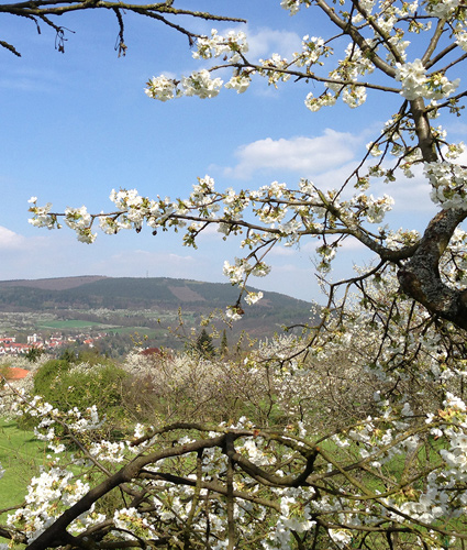 PICS_Landingpage_Kirschblüte_06_425x550px PICS_Landingpage_Kirschblüte_06_425x550px