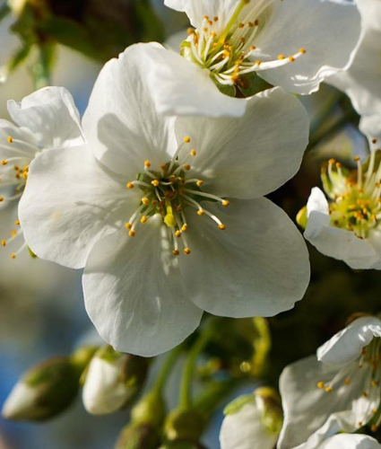 kirschblüte-425x500 kirschblüte-425x500
