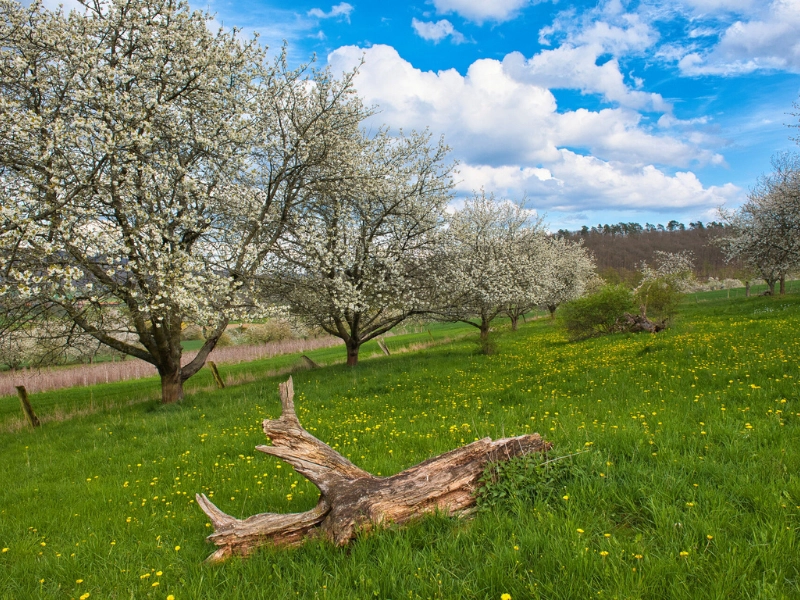 Kirschblüte Kirschblüte