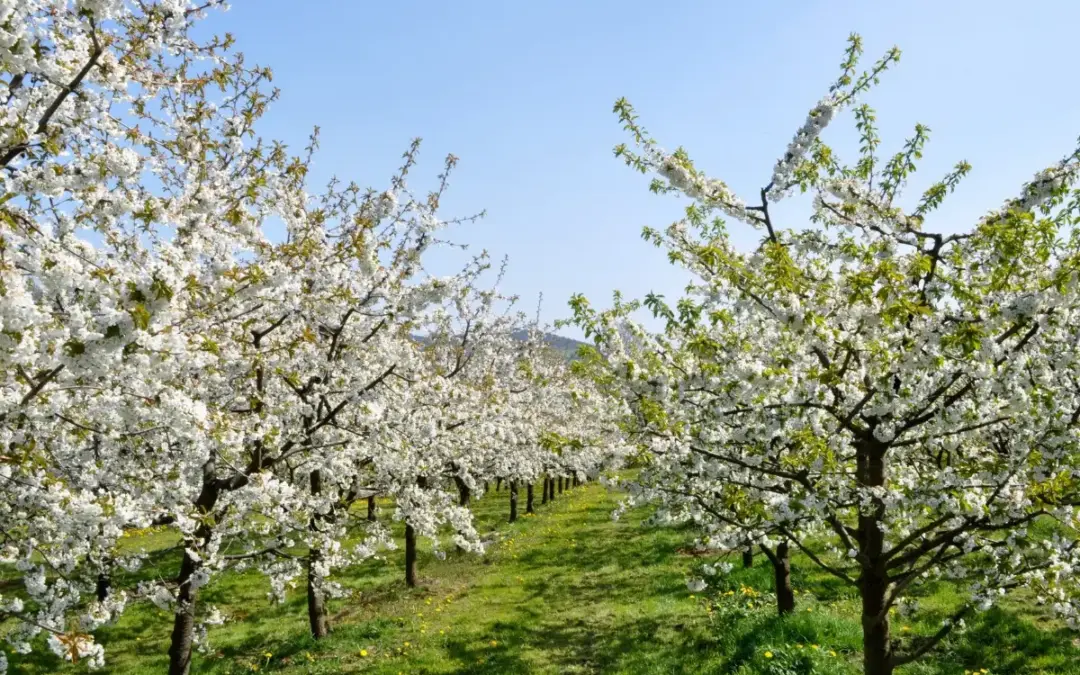 Ende Kirschblüte 2025