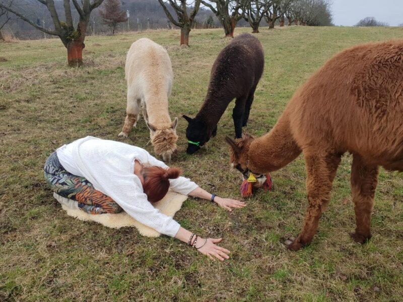 Alpaka Yoga
